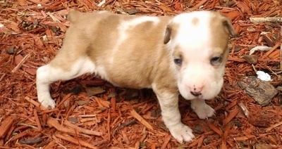 Left Profile - Tan and white Catahoula Bulldog puppy looking towards the camera holder