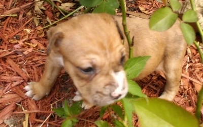 Catahoula Bulldog Puppy sitting in wood chips under a rose bush and weeds