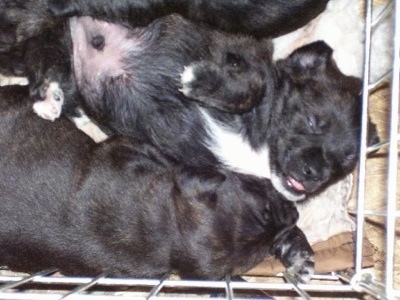 Close Up - Chestie puppy laying upside down belly-up in a dog crate against the walls with his mouth open and a puppy laying next to him