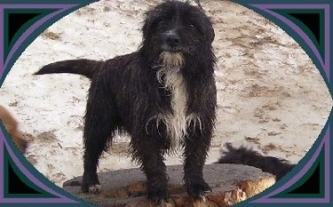 Odin the Chestie standing on a tree stump and looking at the camera holder with sand in the background