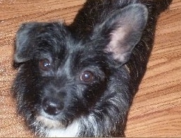 Styx the Chestie standing on a hardwood floor and looking up to the camera holder with one ear up and the other down