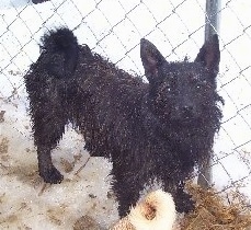 Aphrodite the Chestie standing in snow and a chain link fence is behind it