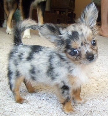 Puppy on Roxi  A Long Haired Chihuahua Puppy