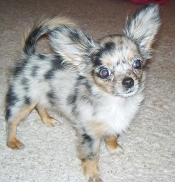 Roxi the Chihuahua puppy standing on a tan carpet and looking toward the camera holder