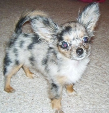 long haired chihuahua  puppies for sale