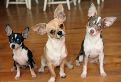 Maxwell, Milo and Matilda the Chihuahuas are sitting in a row on a harwood floor next to each other. Milos head is tilted to the left and Matildas head is tilted to the right