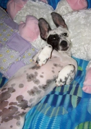 Tinker the Chimation is laying on the bed on its back belly-up on a large sheep plush doll and looking at the camera holder