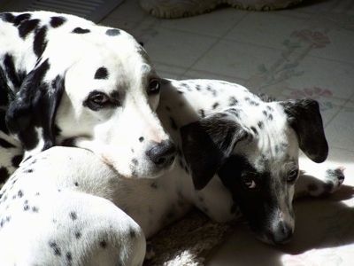 Pixie the Dalmatian laying on a white tiled fllor with her head on Tinker the Chimation