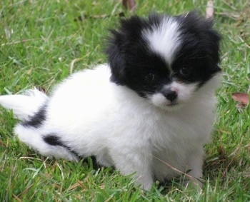 Kona the Chineranian Puppy is sitting outside in grass and looking straight ahead