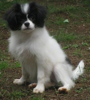 Kona the Chineranian Puppy is sitting outside in dirt and looking forward