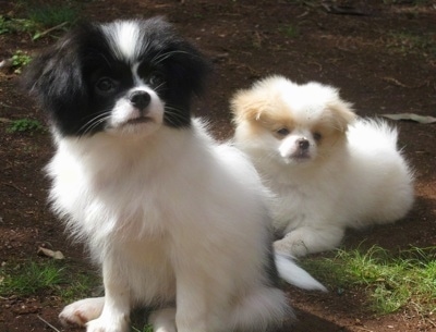 Kona the Chineranian Puppy is sitting outside in dirt and looking past the camera holder and Yuki the Chineranian Puppy is laying behind him