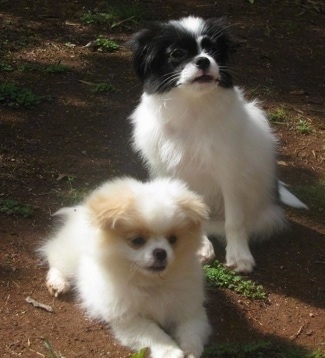 Kona the Chineranian is sitting next to Yuki the Chineranian who is laying down outside on a dirt ground