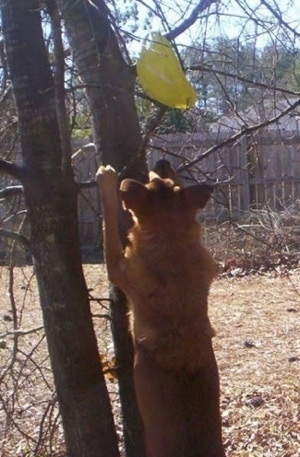 View from the back upper body shot - The backside of a tan Chinook mix is jumped up at the trunk of a tree to get a yellow-green frisbee that is stuck in the branches.