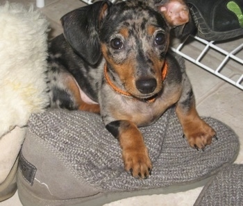 Close Up - Jager the tan Chiweenie puppy is laying on a gray Ugg Boot. He is merle colored with drop ears