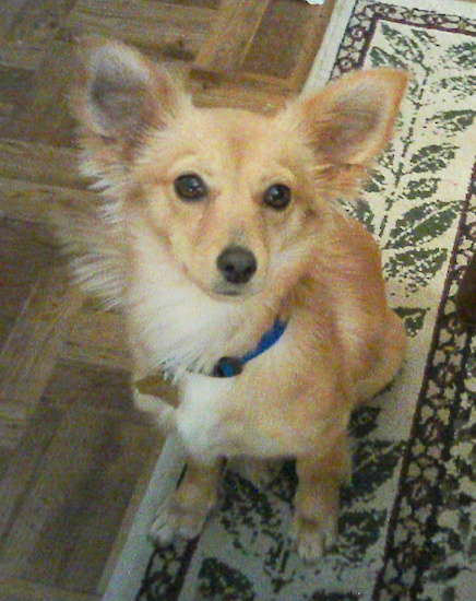 Taffy the tan and white Chiweenie is sitting on a rug and looking up in the air. She has perk ears.