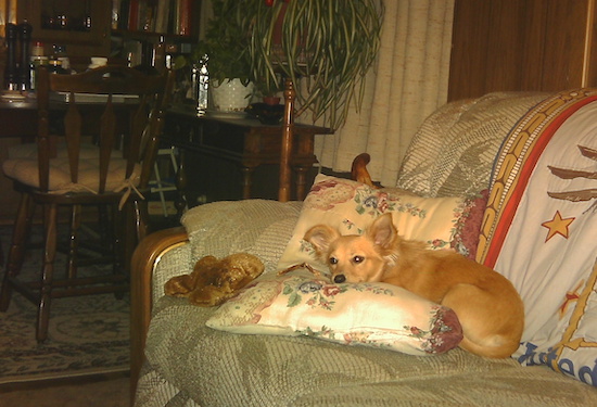 long haired dachshund photos. half long-haired Dachshund