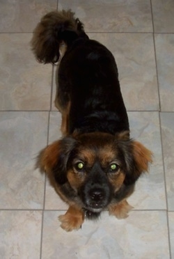 Mocha the Chizer standing on a white and tan tiled floor and looking up at the camera holder