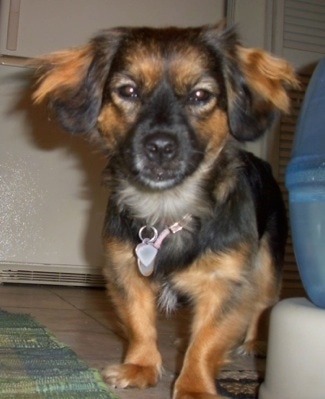 Close Up - Mocha the Chizer standing next to a water bowl and looking at the camera holder with a refrigerator in the background