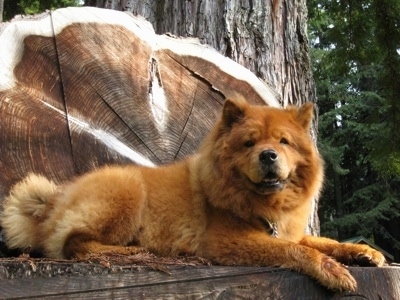 Houses Sale on Chow Chow Pictures And Photos 1