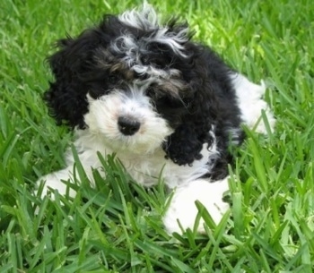 Sedona the tricolor Cockapoo as a Puppy. Sedona is laying outside in a yard. The grass is tall around her.