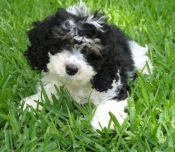 Cockapoo Puppies on Cockapoo  Cockerpoo  Cock A Poo  Poodle Cocker Hybrid