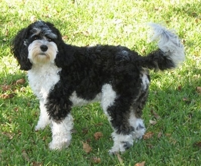 Sedona the tricolor black, white and gray Cockapoo is standing outside in a lawn with leaves in it