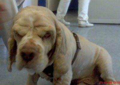 Close Up - A Cocker-Pei dog wearing a brown leather harness is sitting on a linoleum floor and there are people walking around in the background