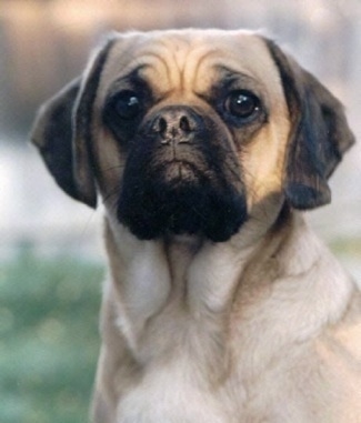 Close Up head shot - Sparky the Cocker Pug is sitting outside and looking at the camera holder