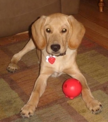 Lucky (nicknamed Goomba) the Golden Cocker Retriever at 15 years old ...