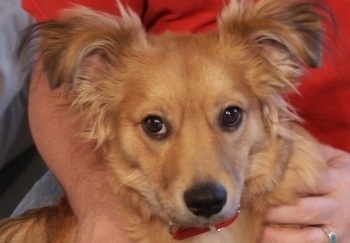 Close Up head shot - Sogi the Corillon is in the arms of a person who is wearing a red shirt and looking at the camera holder