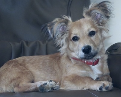 Close Up - Sogi the Corillon wearing a red collar sitting on a leather recliner and looking at the camera holder