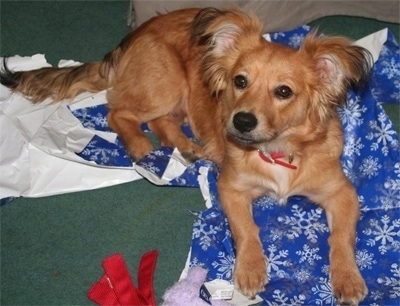 Sogi the Corillon is laying on purple with white snow flake wrapping paper with dog toys in front of him