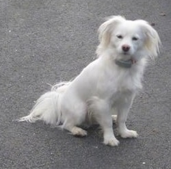 Cote the Coton Eskimo is sitting on a blacktop and looking towards the camera holder