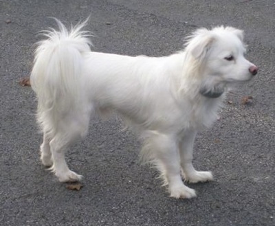 Cote the white Coton Eskimo dog standing on a blacktop and looking forward