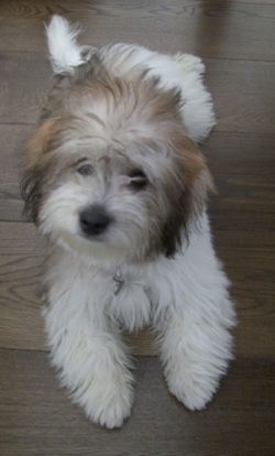 Anya the tri-colour Coton de Tulear puppy is laying on a hardwood floor and looking up.