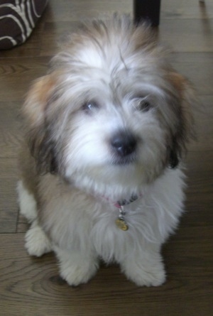 Anya the tri-colour Coton de Tulear puppy is sitting on a harwood floor. There is a table behind her.