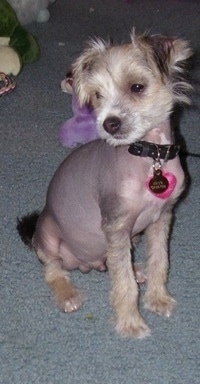 Onyx the hairless Crested Schnauzer puppy sitting on a gray-blue carpeted floor and looking to the left with plush toys in the background