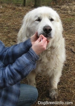 A white Great Pyreness is getting its mouth swabbed by a person wearing blue flannel outside in a  yard.