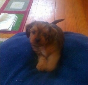 Pepper the little brown and black Dach-Griffon puppy is laying on a blue dog bed