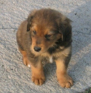 Smokey the Dakotah Shepherd as a puppy. He is sitting on a rock