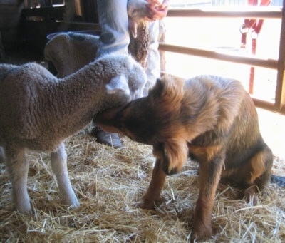 Smokey the Dakotah Shepherd as a puppy is sitting in a barn and nuzzling the neck of a sheep