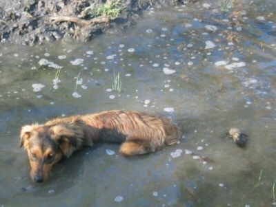 Smokey the Dakotah Shepherd is laying down in a body of water