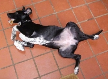 Shadows the Dalmador is laying on a brick tiled floor belly-up with a bone in its mouth