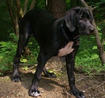 17 week old Dalmador puppy is standing in dirt in front of a couple trees