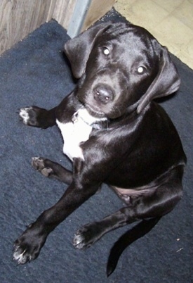 17 week old Dalmador puppy is sitting on a blue blanket and looking up