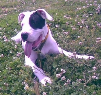 Dogo+argentino+argentinian+fighting+dog