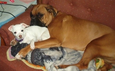 The left side of a brown with black Boxer and a white JackChi that are cuddled together on top of a blanket on a couch