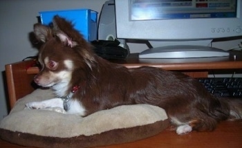 Prince, the longhaired Chihuahua