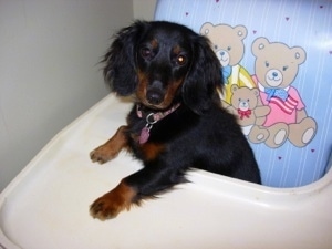 Francis, the Long Haired Miniature Dachshund