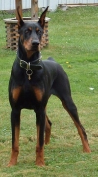 Romeo, the Doberman Pinscher